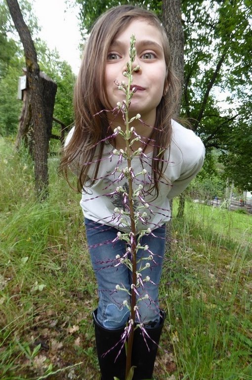 Due orchidee.JPG