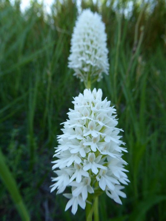 Anacamtis pyramidalis albiflora San Leo 2015 (1).JPG