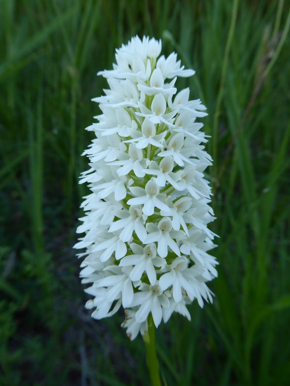 Anacamtis pyramidalis albiflora San Leo 2015 (4).JPG