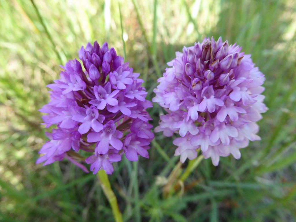 Anacamtis pyramidalis biancoviola San Leo 2015 (1).JPG