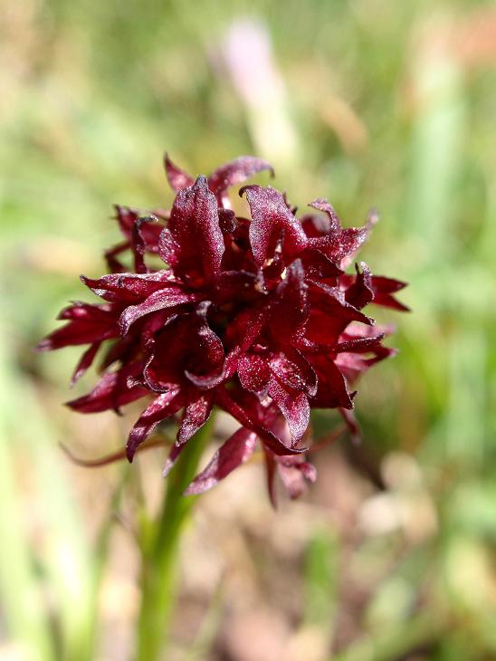 Nigritella austriaca c.jpg