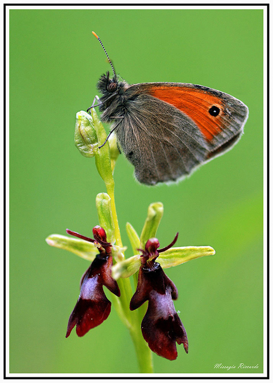 Ophrys-insectifora.jpg