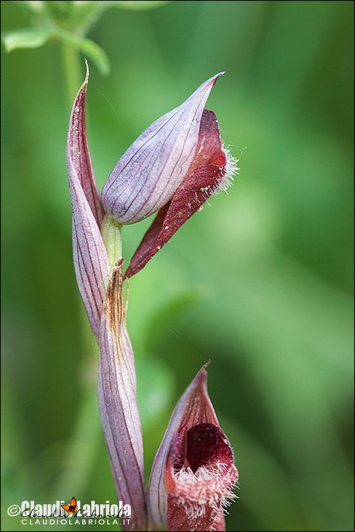 Serapias_vomeracea_Labriola_Monteverde_7041_1000.jpg