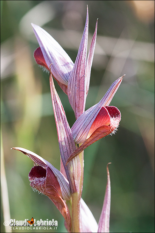 Serapias_vomeracea_Labriola_Monteverde_7046_1000.jpg