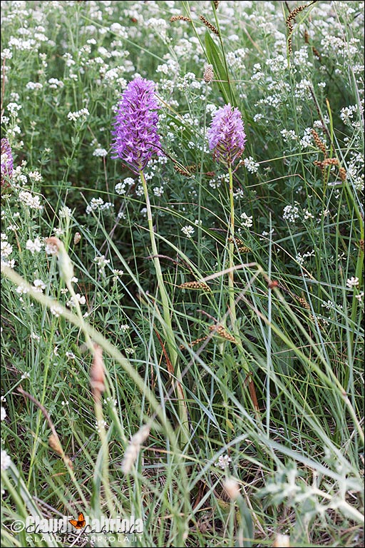 Anacamptis_pyramidalis_Labriola_Monteverde_7051.jpg