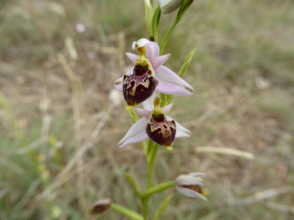 Ophrys tetraloniae San Leo 2015 (3).JPG