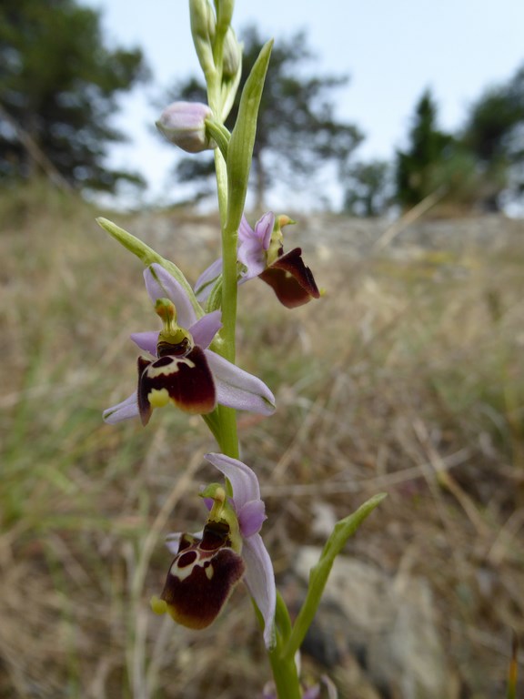 Ophrys tetraloniae San Leo 2015 (13).JPG