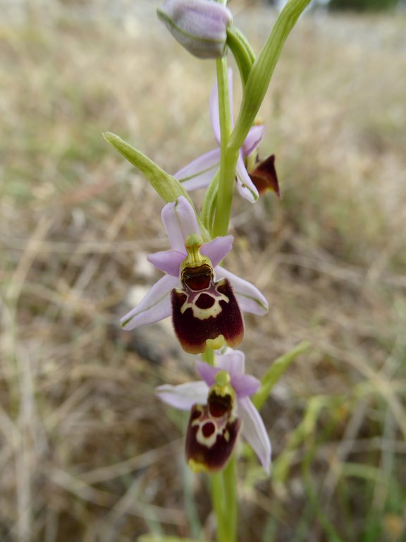Ophrys tetraloniae San Leo 2015 (11).JPG