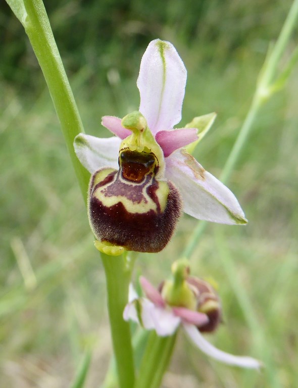 Ophrys tetraloniae San Leo 2015 (8).JPG