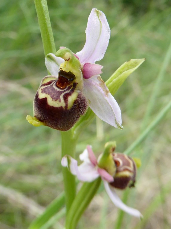Ophrys tetraloniae San Leo 2015 (7).JPG