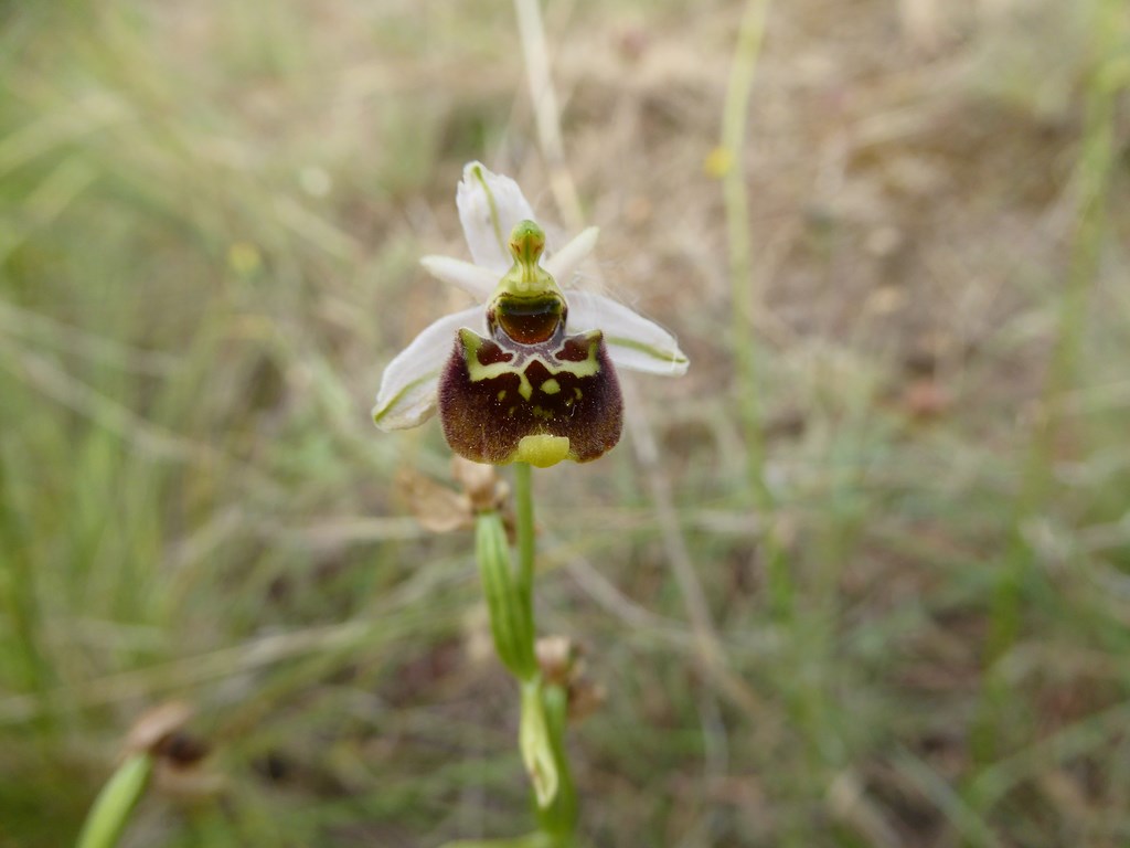 Ophrys fuciflora o holosericea San Leo 2015 (4).JPG