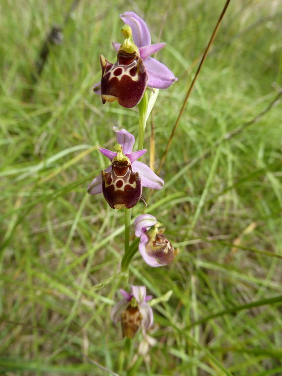 Ophrys fuciflora o holosericea San Leo 2015 (3).JPG