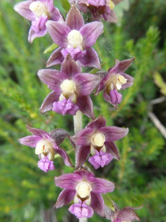 Epipactis atrorubens.JPG