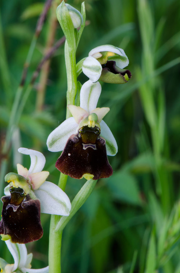 Kämpfelbach---NSG-Springenhalde-18-05-2015-025.jpg