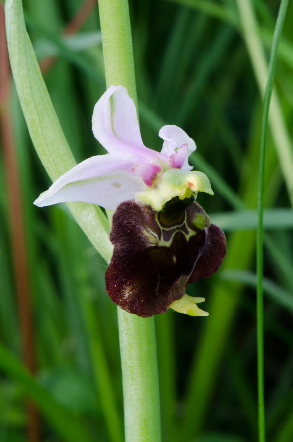 Kämpfelbach---NSG-Springenhalde-18-05-2015-005.jpg