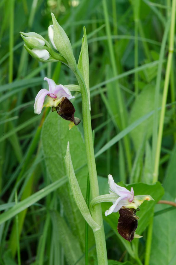 Kämpfelbach---NSG-Springenhalde-18-05-2015-002.jpg