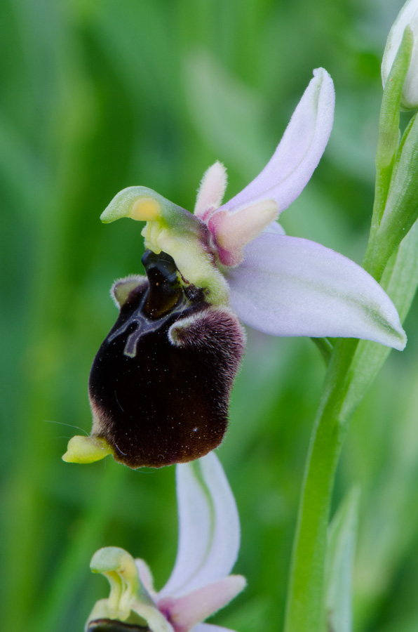 Kämpfelbach---NSG-Springenhalde-18-05-2015-046.jpg