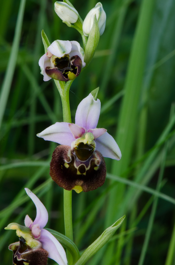 Kämpfelbach---NSG-Springenhalde-18-05-2015-079.jpg