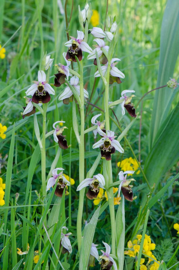 Kämpfelbach---NSG-Springenhalde-18-05-2015-173.jpg