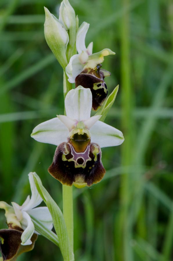 Kämpfelbach---NSG-Springenhalde-18-05-2015-159.jpg