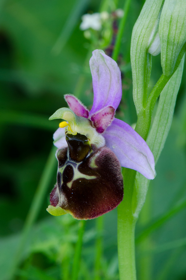 Kämpfelbach---NSG-Springenhalde-18-05-2015-146.jpg