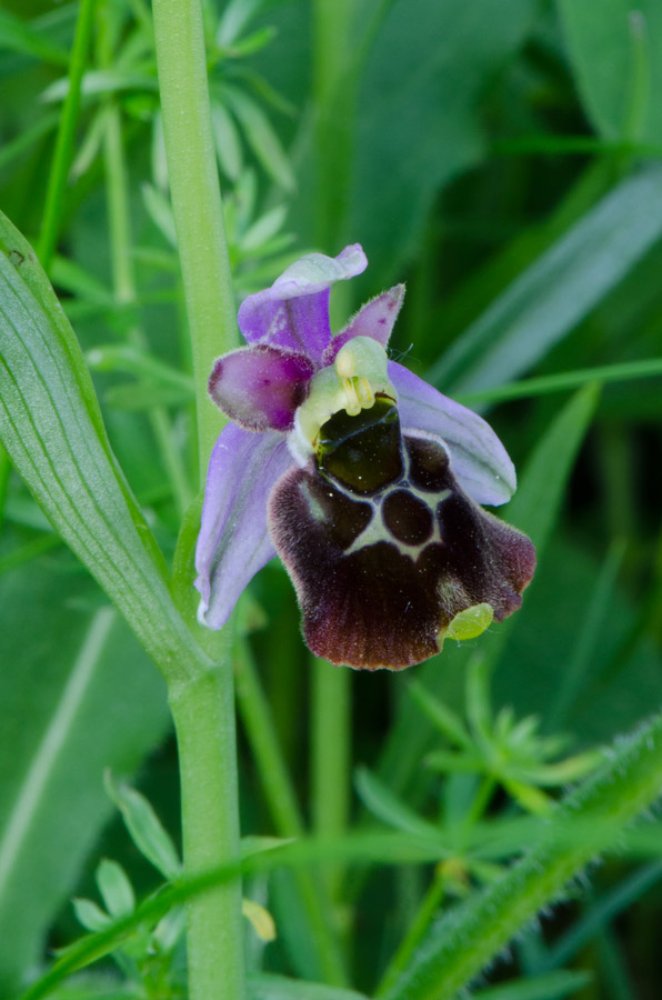 Kämpfelbach---NSG-Springenhalde-18-05-2015-143.jpg