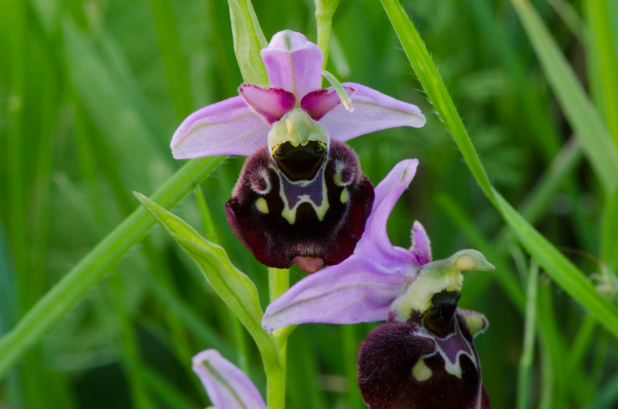 Kämpfelbach---NSG-Springenhalde-18-05-2015-228.jpg