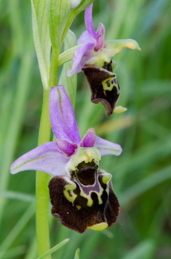 Kämpfelbach---NSG-Springenhalde-18-05-2015-220.jpg