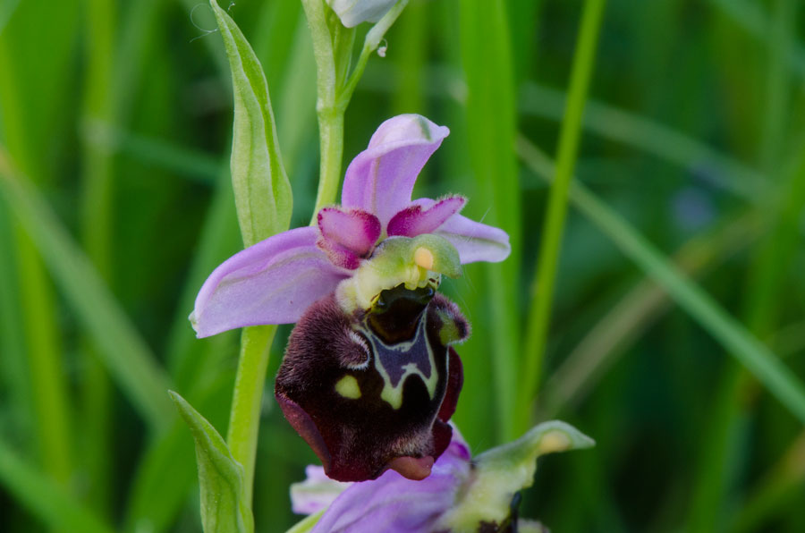 Kämpfelbach---NSG-Springenhalde-18-05-2015-230.jpg