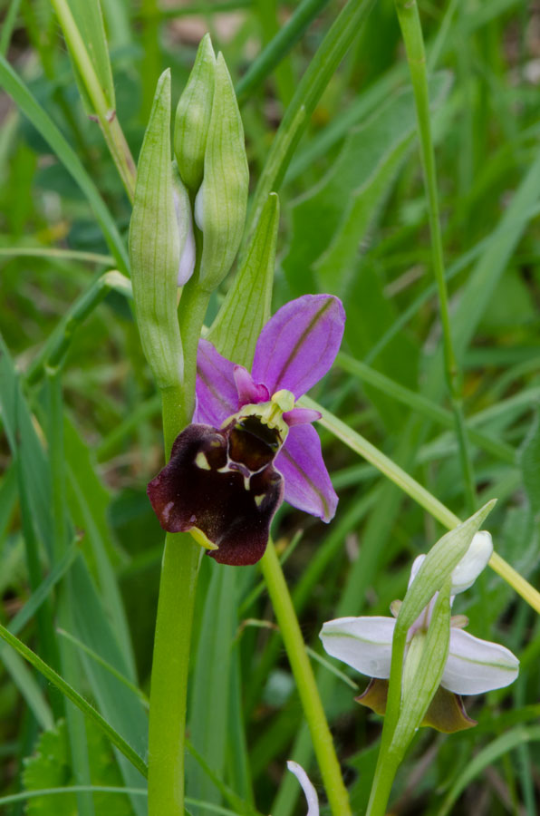 Bruchsal-Loc.-Obergrombach-20-05-2015-023.jpg