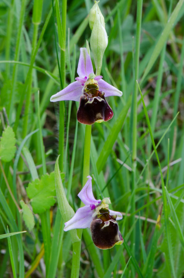 Bruchsal-Loc.-Obergrombach-20-05-2015-015.jpg