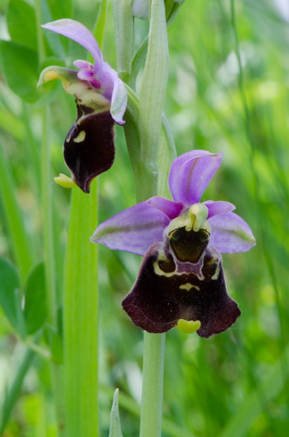 Offemburg-Parco-Taubergiessen-21-05-2015-007.jpg