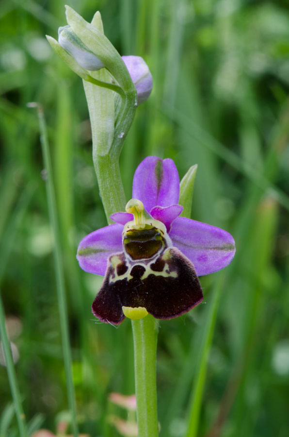 Offemburg-Parco-Taubergiessen-21-05-2015-002.jpg