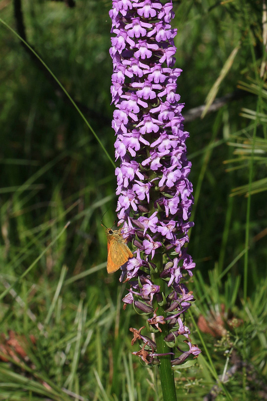 8n-gymnadenia-conopsea var. densiflora-XMG_5763.jpg