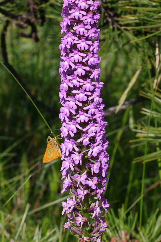 9n-gymnadenia-conopsea var. densiflora-XMG_5764.jpg