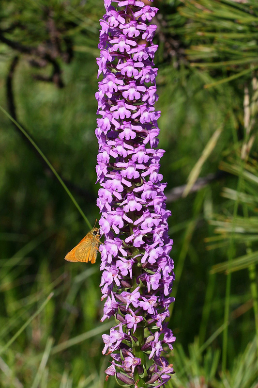 10n-gymnadenia-conopsea var. densiflora-XMG_5765.jpg