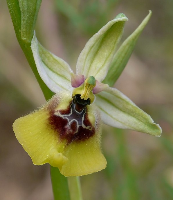 Ophrys lacaitae.jpg