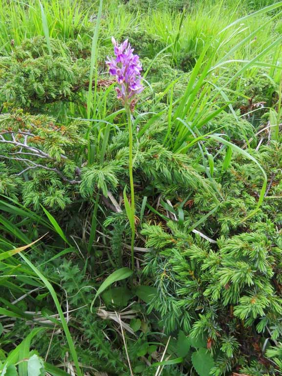 dactylorhiza fuchsii (1).JPG