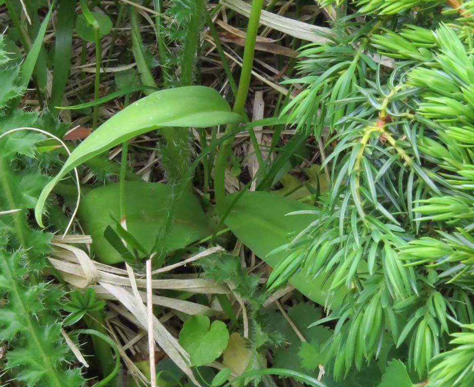 dactylorhiza fuchsii (2).JPG