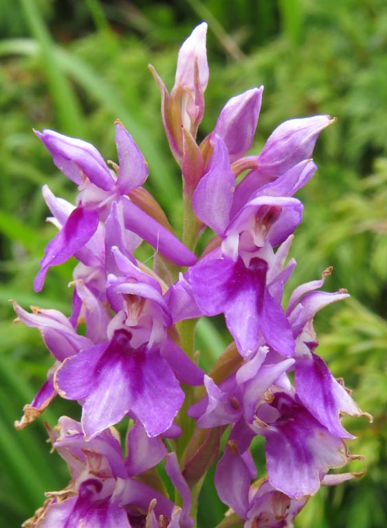 dactylorhiza fuchsii (3).JPG