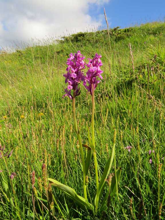 Dactylorhiza x influenza (1).JPG