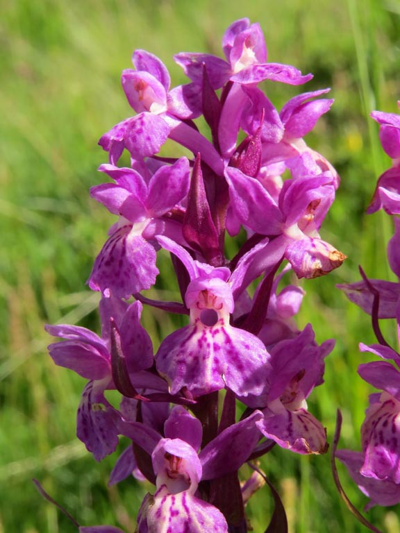 Dactylorhiza x influenza (4).JPG