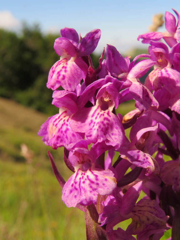 Dactylorhiza x influenza (5).JPG