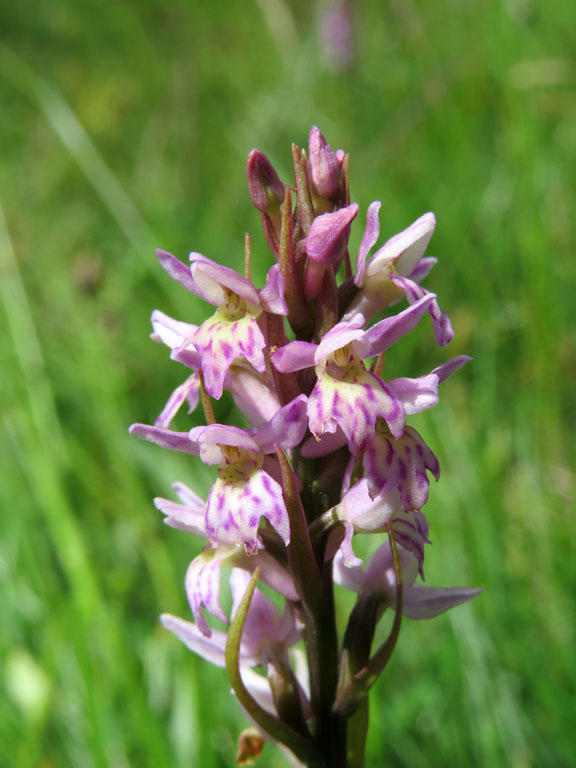 X Pseudorhiza bruniana (Brügger) P.F. Hunt (3).JPG