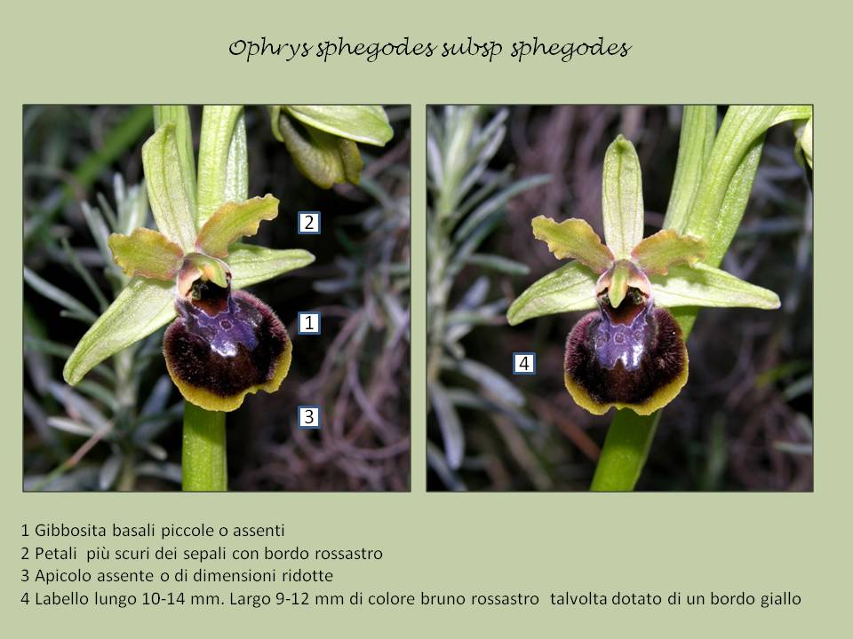 Ophrys sphegodes.jpg