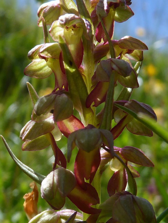 Testicolo di volpe (Coeloglossum viride) Passo Rolle 2015 (5).JPG