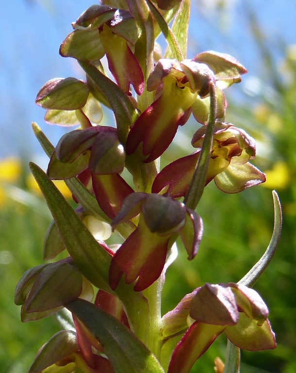 Testicolo di volpe (Coeloglossum viride) Passo Rolle 2015 (2).JPG