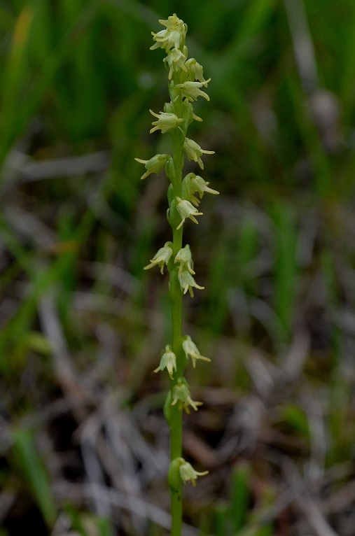 Herminium monorchis 0021 - Copia.JPG