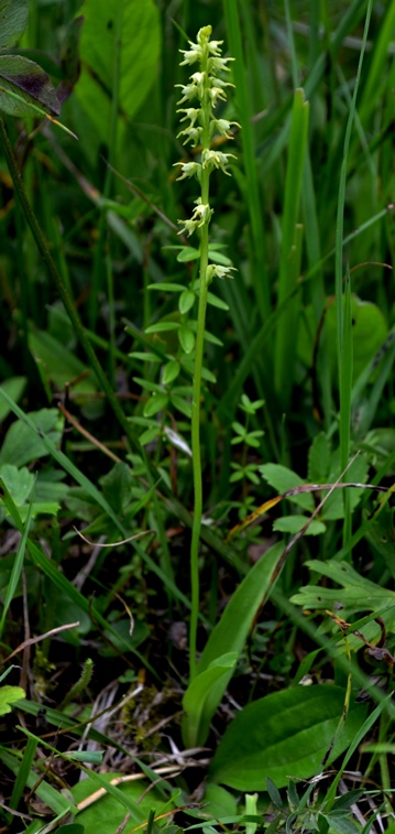 Herminium monorchis 0022 - Copia.JPG