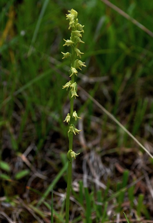 Herminium monorchis 0029 - Copia.JPG